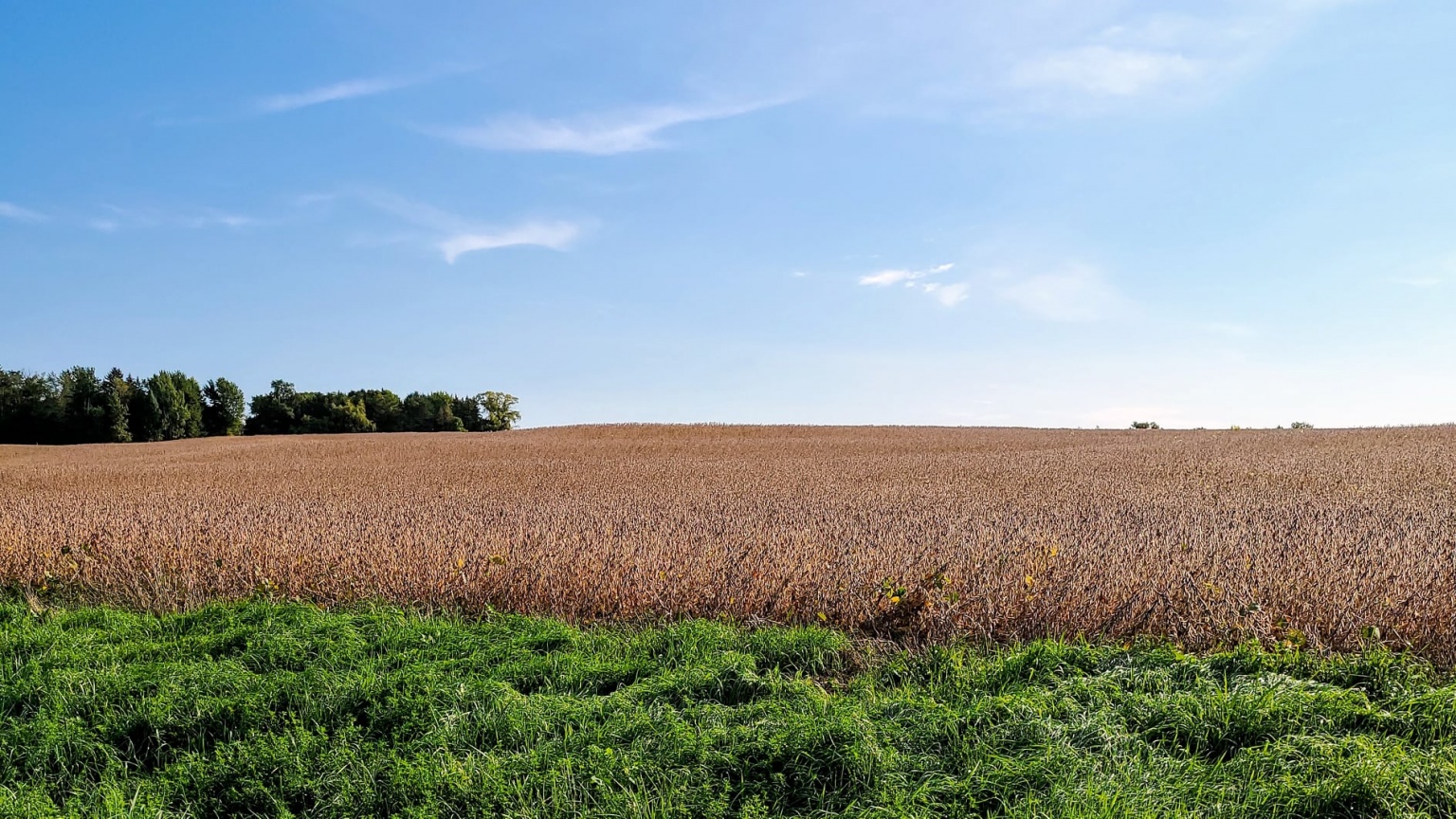 Have you seen the Golden Carpet in Goodhue?